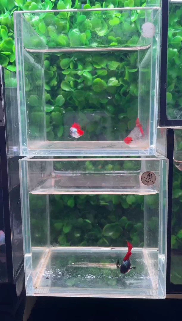 孔雀鱼红头象耳球