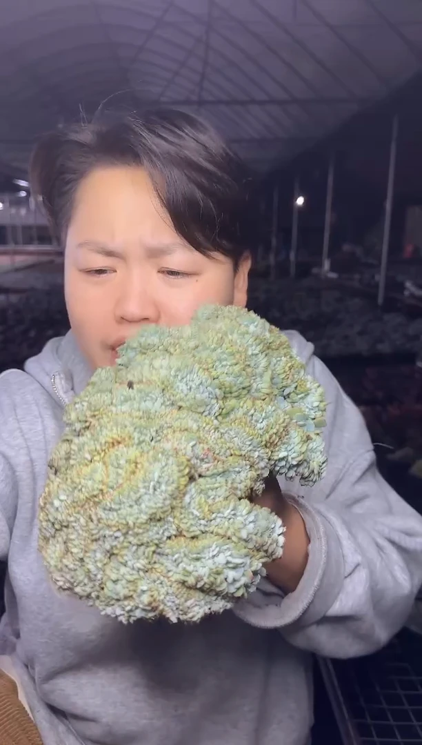 恩西诺缀化底部干疤瑕疵 8