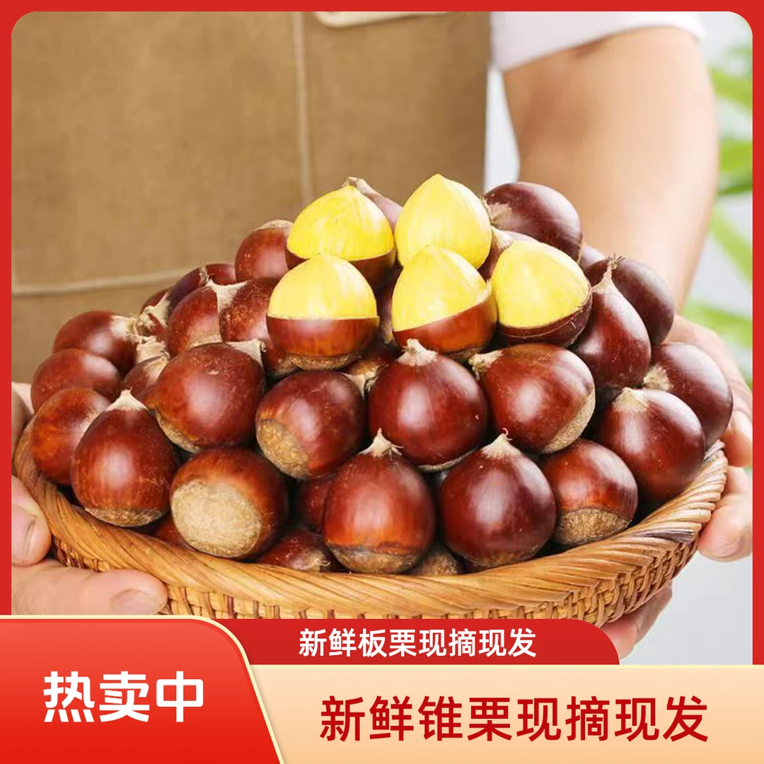 2025年新鲜高山锥栗正宗生板栗饱满油栗农家现货新鲜颗颗饱满
