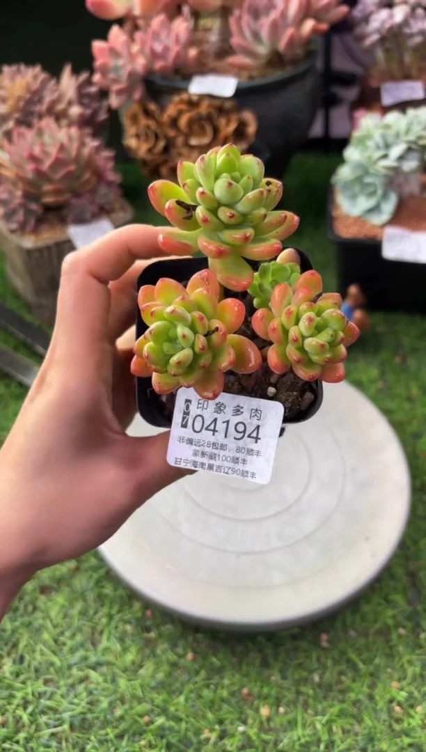 昆明印象多肉04194