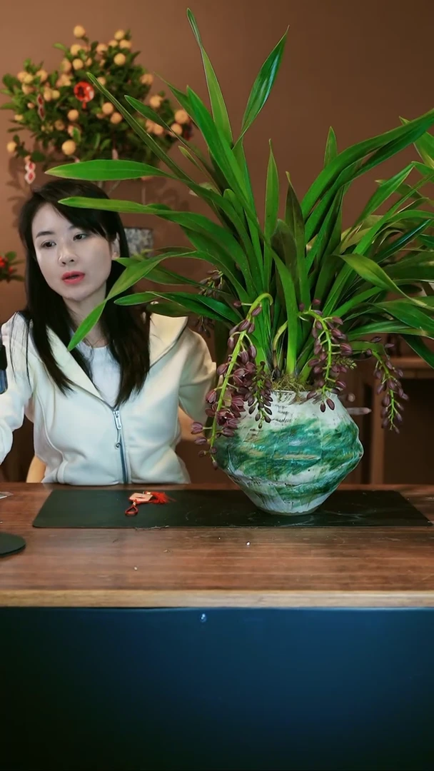 【闪购商品】盆景世界宝石