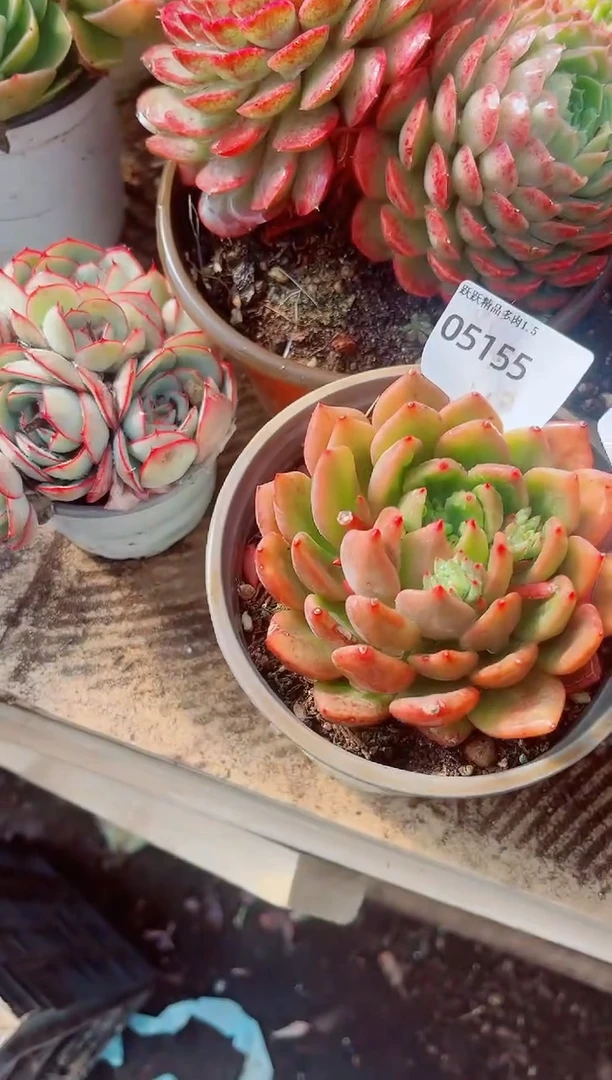 喵***代跃跃精品多肉05155