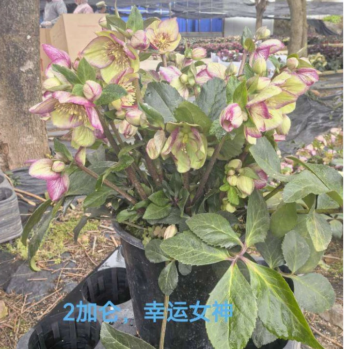 铁筷子圣诞玫瑰冰雪玫瑰盆栽花苗耐寒植物高端花卉庭院阳台地载