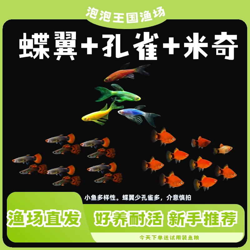 【蝶翼+孔雀+米奇】小型热带观赏鱼好养耐活适合新手