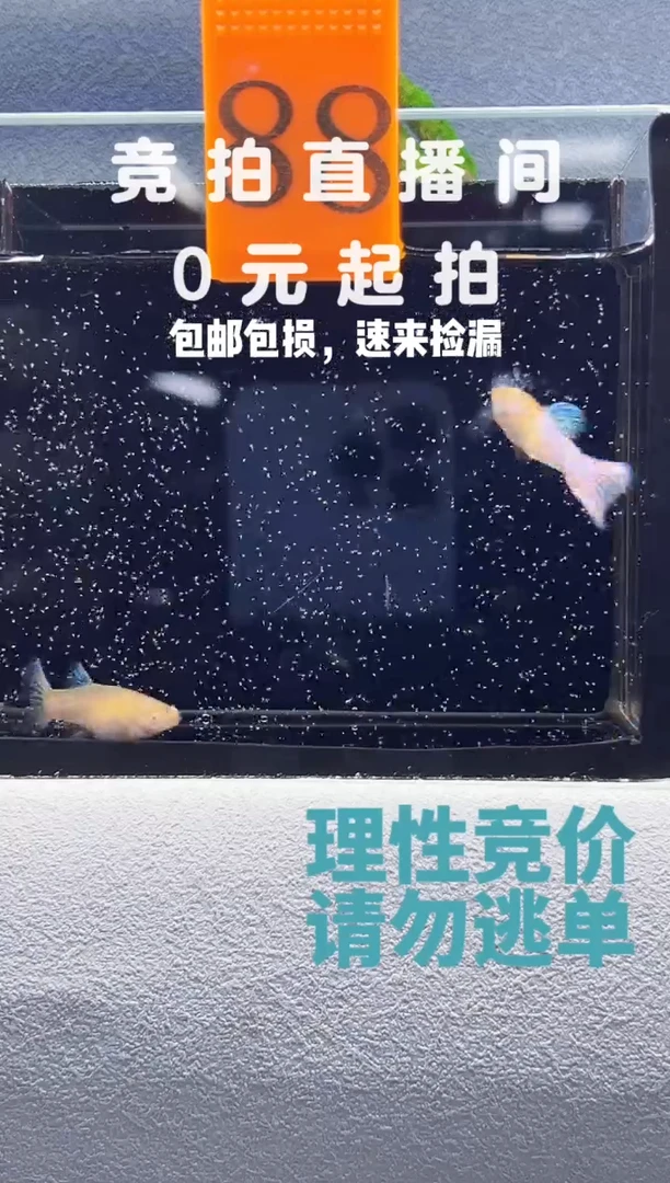 孔雀鱼彩虹草尾一对编号88