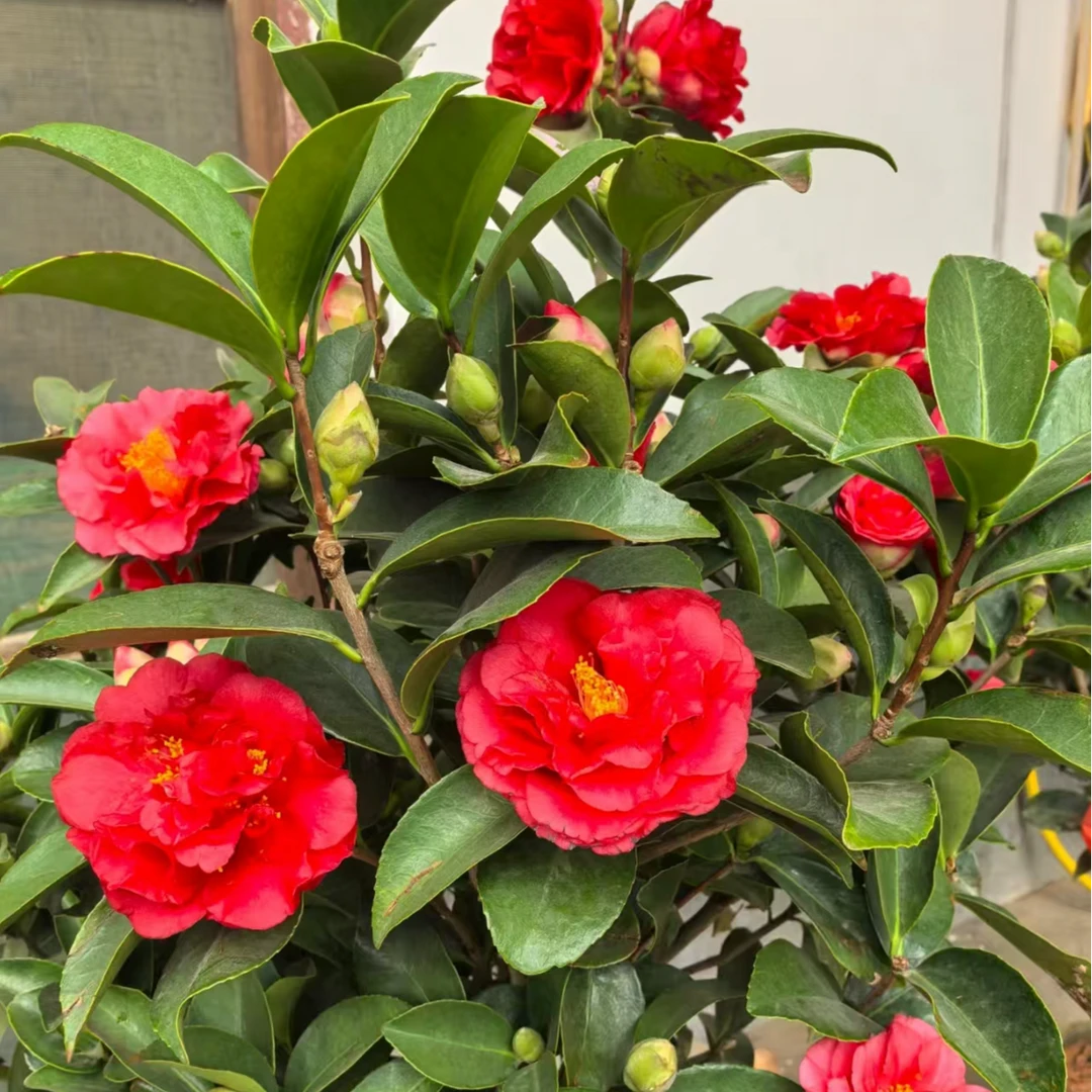 四季茶花盆栽山茶名贵庭院植物