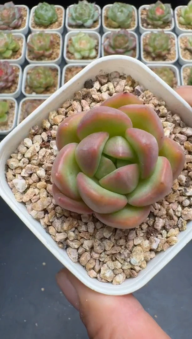 177G云禹多肉植物 脱土纸巾打包 3颗包邮