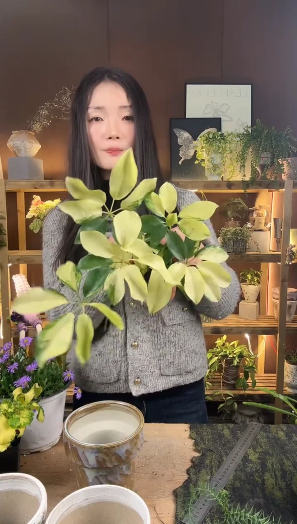 以实际为准大叶花鸭育苗盆123