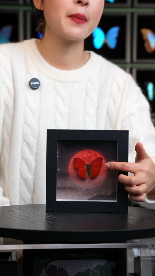 血漪蛱蝶6寸黑色方框红日款