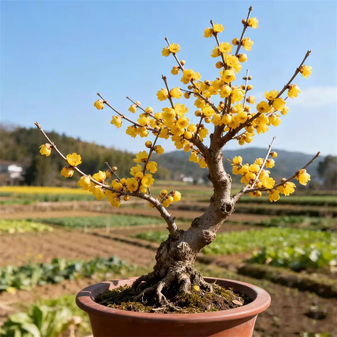 素心腊梅老桩盆栽带花苞植物阳台四季浓香型红梅冬季开花耐寒盆景