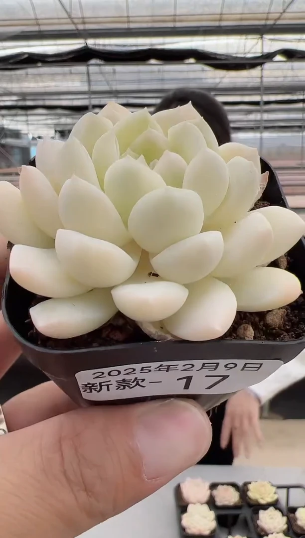 【闪购商品】新款-17