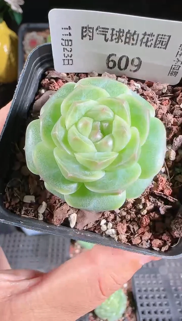1123-609a29群生不包整