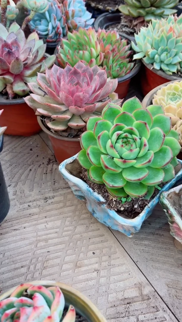 语20083多肉植物一物一拍