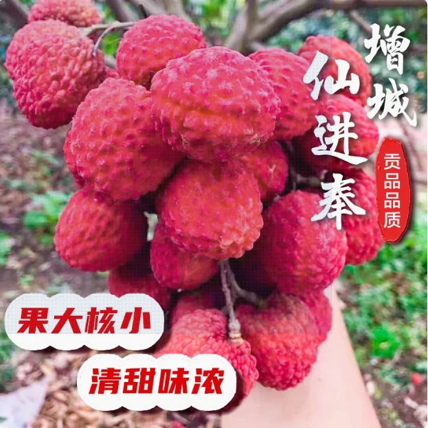 【顺丰/京东冷链/邮政空运】正宗增城仙进奉荔枝皇后新鲜采摘