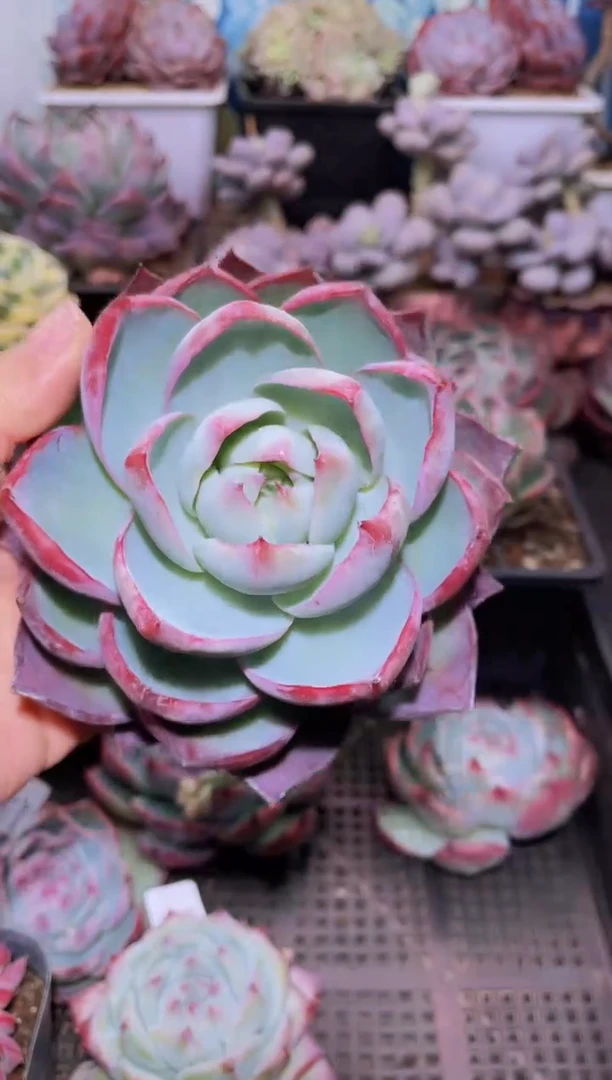 【闪购商品】359惊鸿仙子