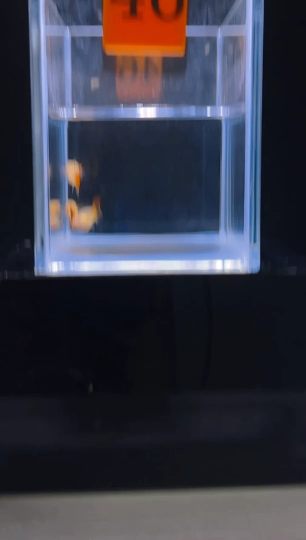 孔雀鱼银河普通体46