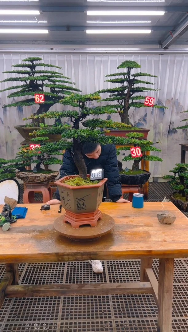 无花朵精品盆景直播间一物一拍