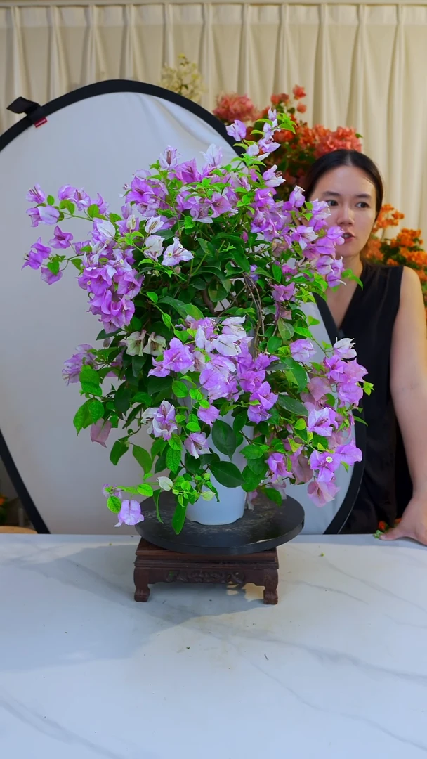 大部分开放少量花苞雪紫