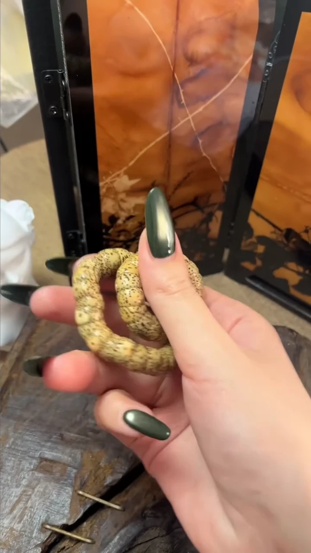 手串星月菩提精工级陈籽桶形大肠手持（B）