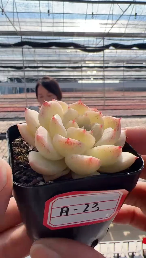 【闪购商品】月欧-23