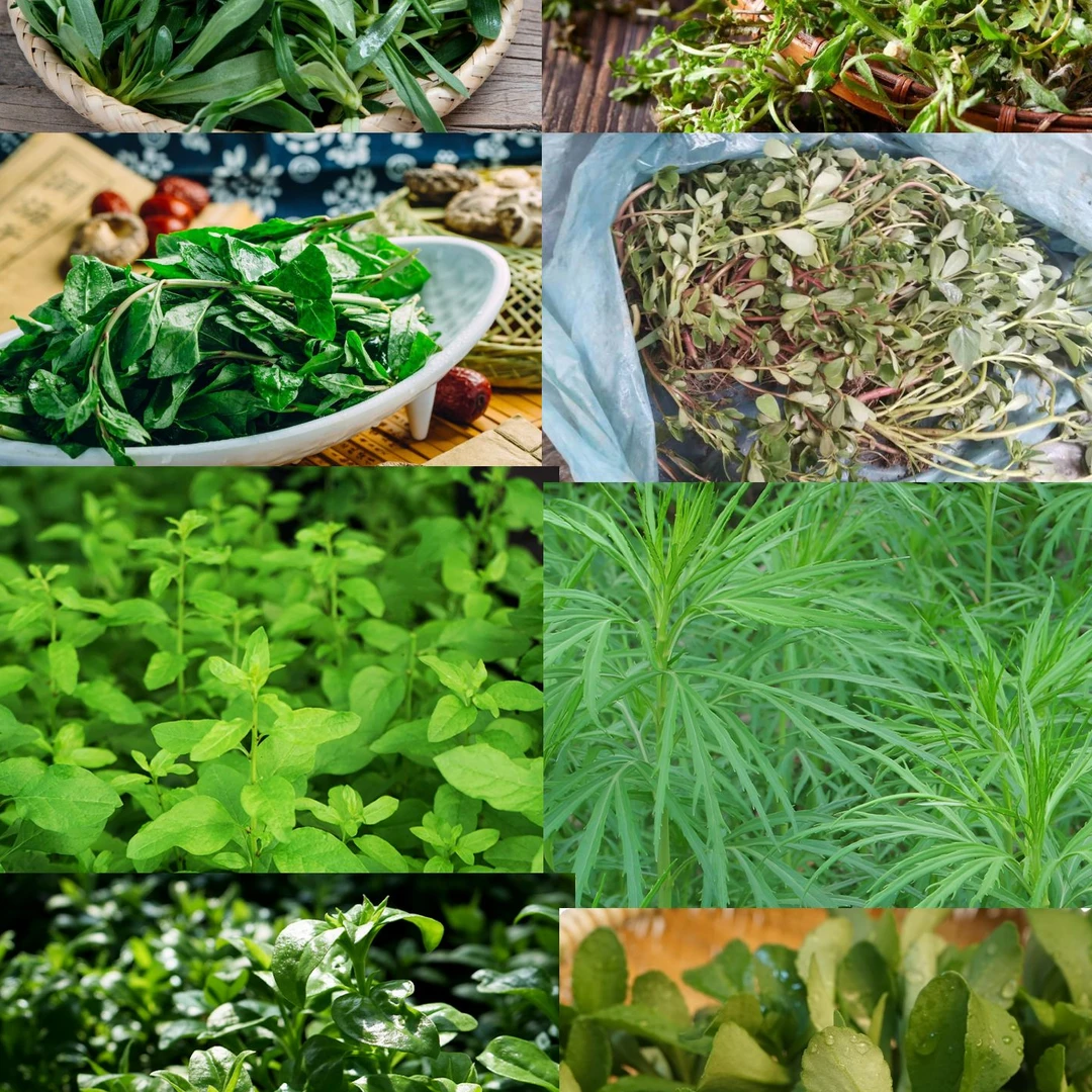 贵州黄平现摘新鲜露天天然生长高原野生蔬菜~四合一