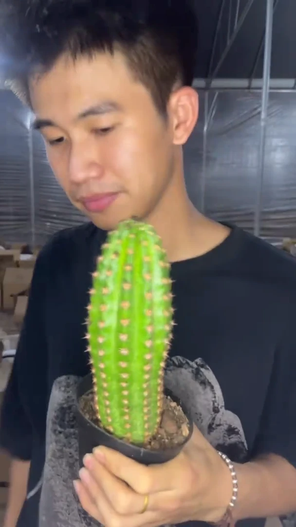 短豪刺 毛花柱【带根】