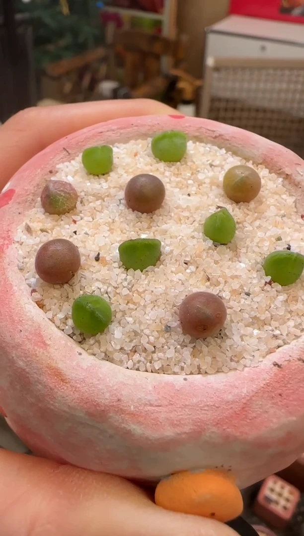 【闪购商品】22-8猫耳空蝉一颗