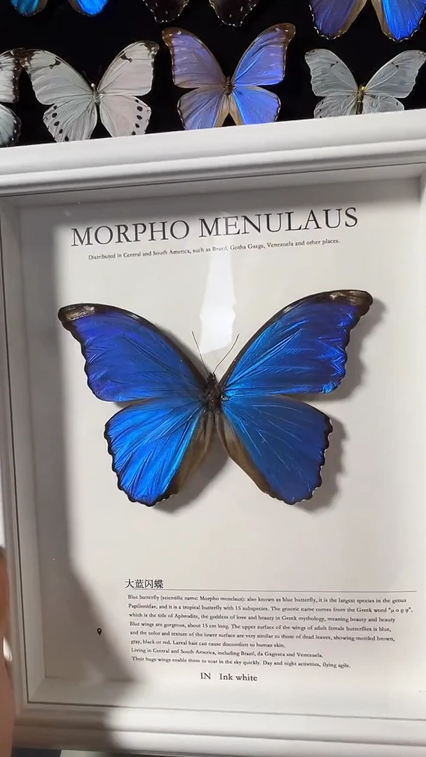 大蓝闪蝶欧版相框