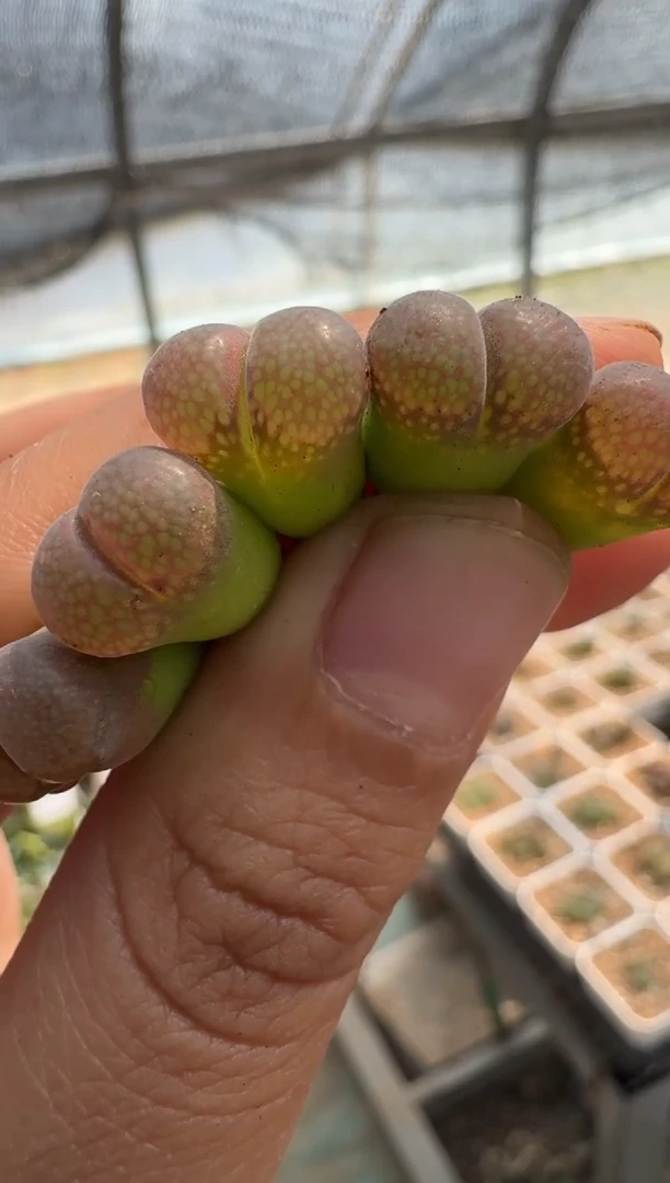疯狂的多肉石头3·C10一颗