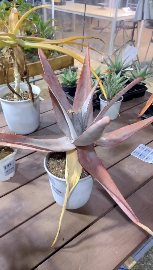 【闪购商品】原生芦荟脱土FB-1299