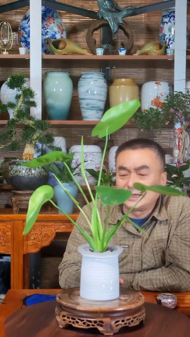 无花朵张*水之韵水培龟背竹