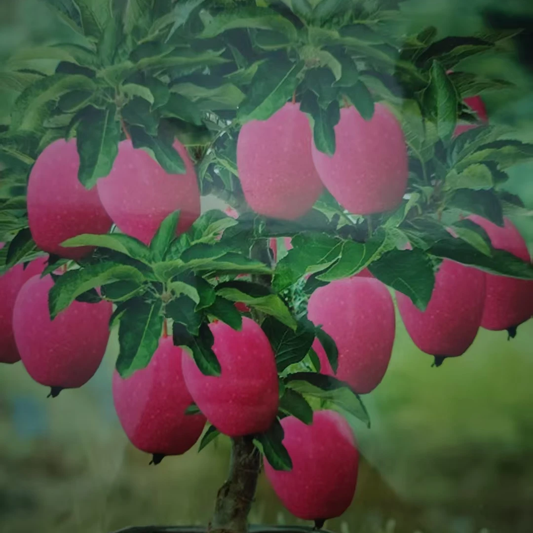 鸡心樱桃果南北方种植当年结果