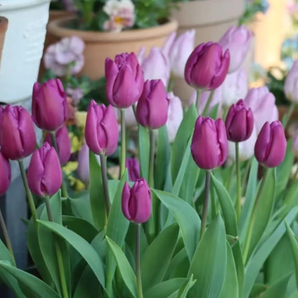 郁金香紫旗 3颗种球精致紫色室内阳台庭院 云南鲜花绿植