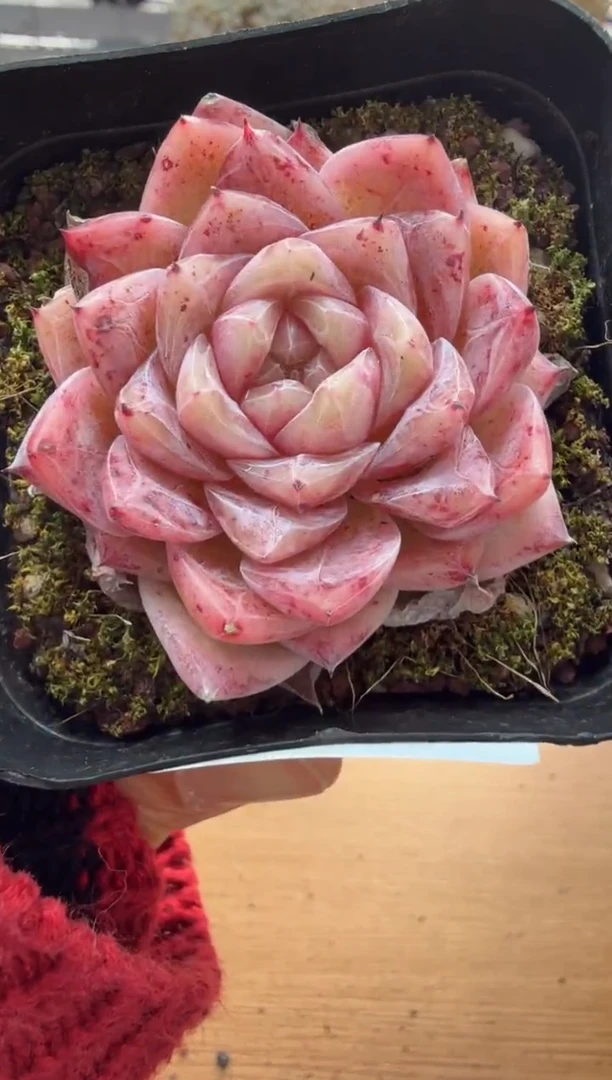 东云多肉园二店-88