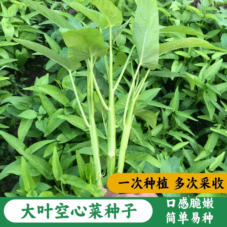 (拍2发3)空心菜籽种种子大全水上四季菜苗带根蔬菜空心菜农家盆栽