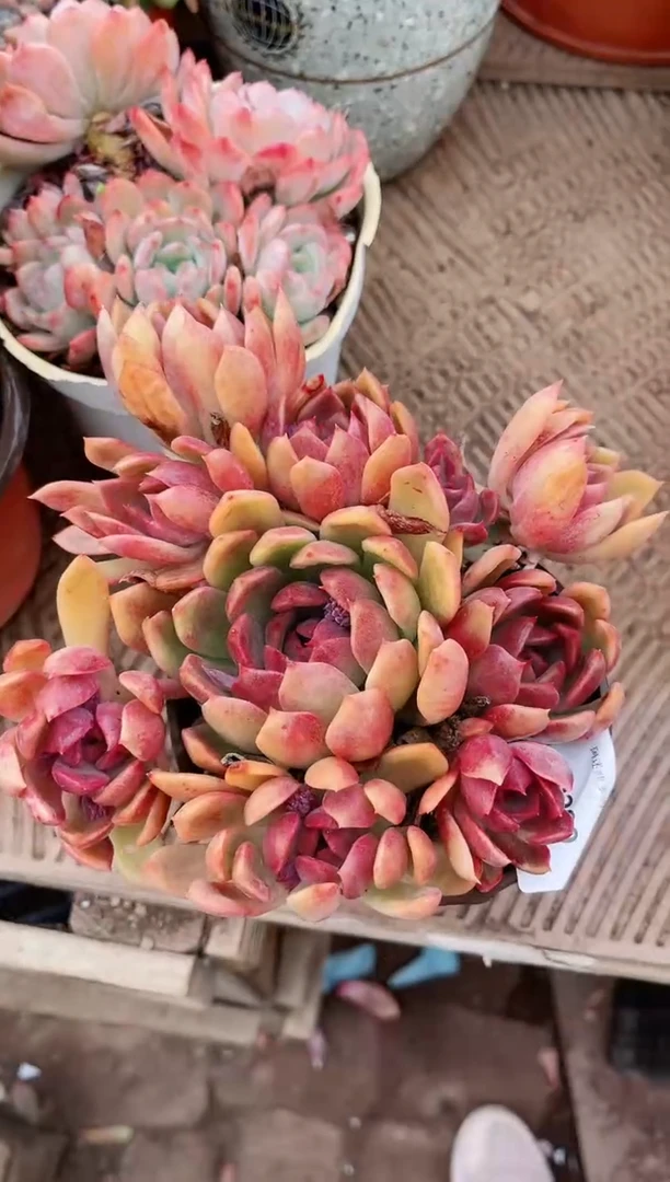 【闪购商品】20209