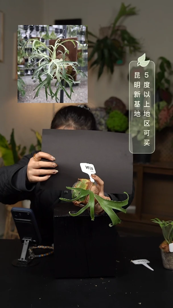 不开花植物V028-侏儒马圆tc杯苗