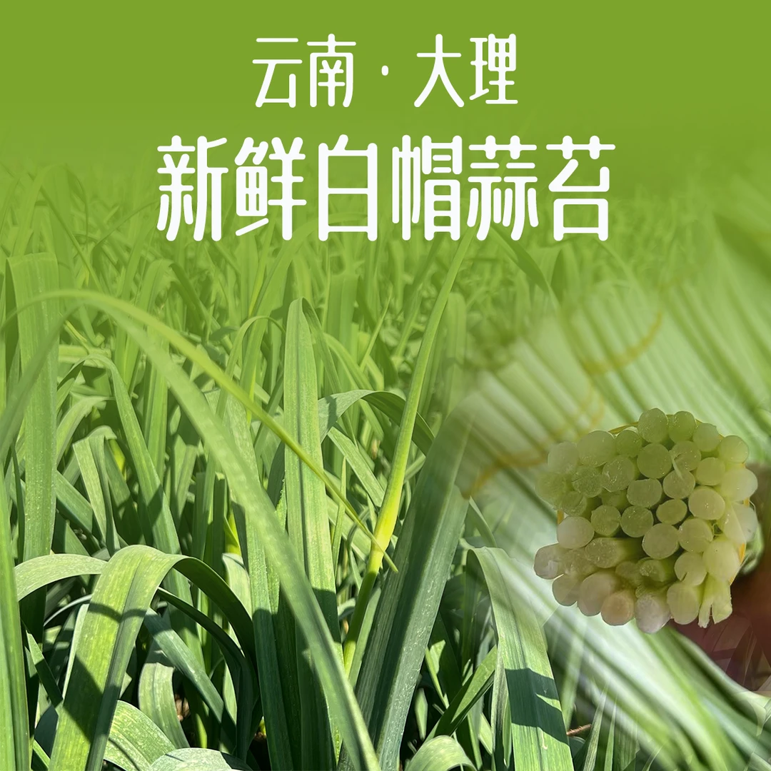 [精品蒜苔]云南头茬新鲜蒜苔 现剥现发 全国包邮