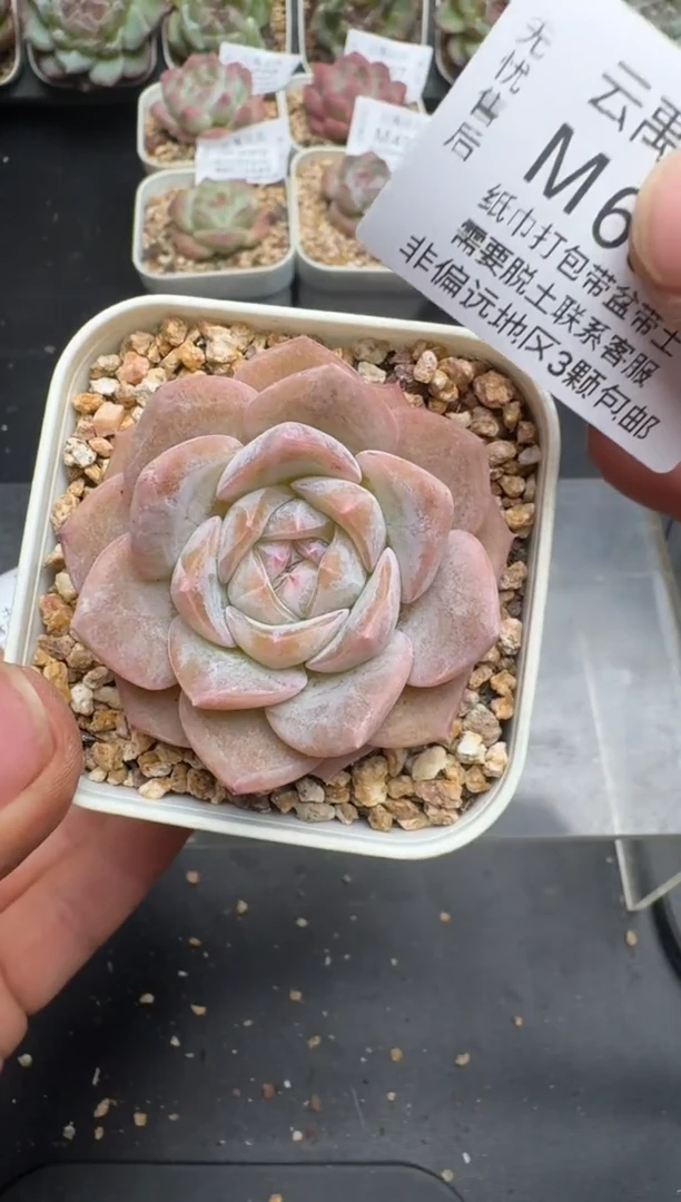 635M当天拍3颗包柚 带盆土纸巾打包 云禹花卉 珍妮多肉植物