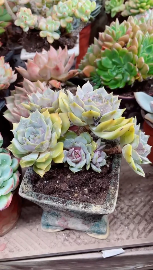 绿*裙24056多肉植物一物一拍