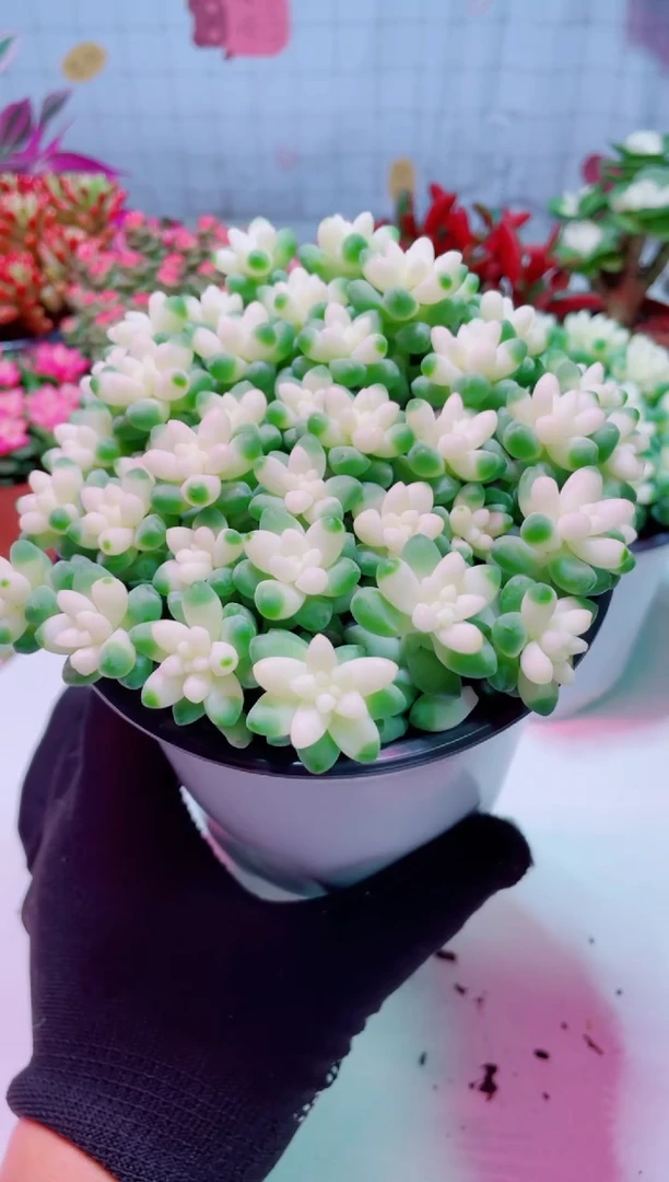 雪花玉坠多肉植物