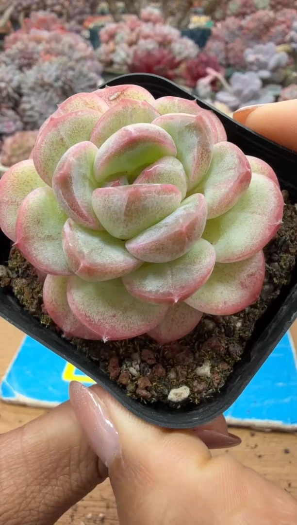 东云多肉园二店-228