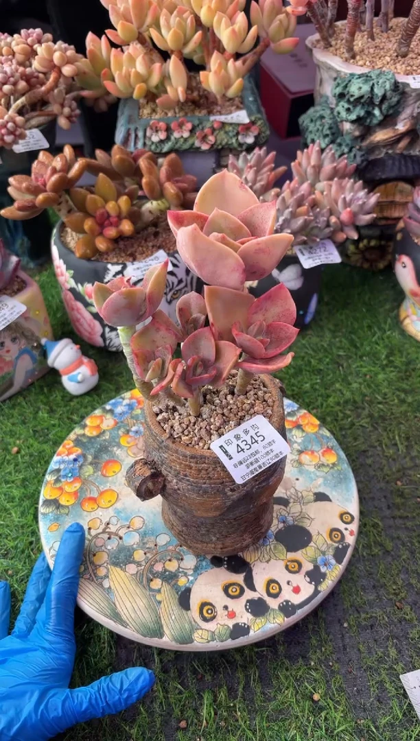 昆明印象多肉4345