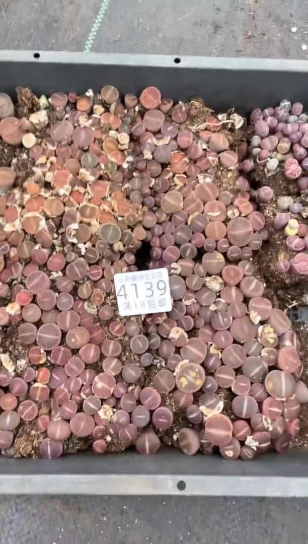 4139特价日轮玉框有疤瑕疵带土不带盆发货1/4量拍