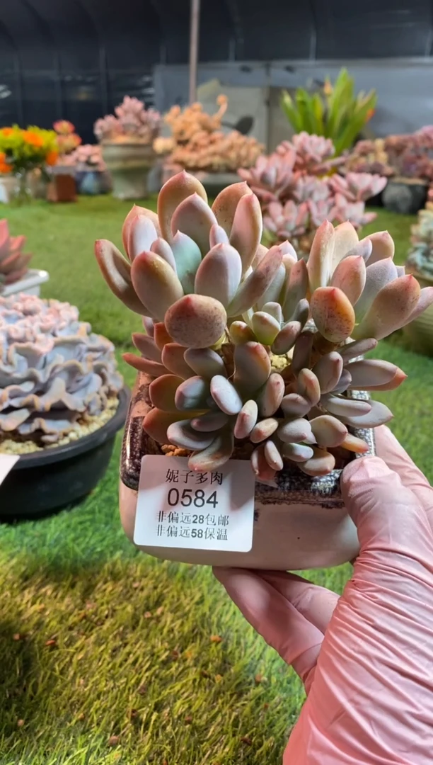 【闪购商品】0584a