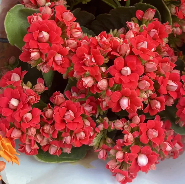 车厘子长寿花重瓣大花四季开花