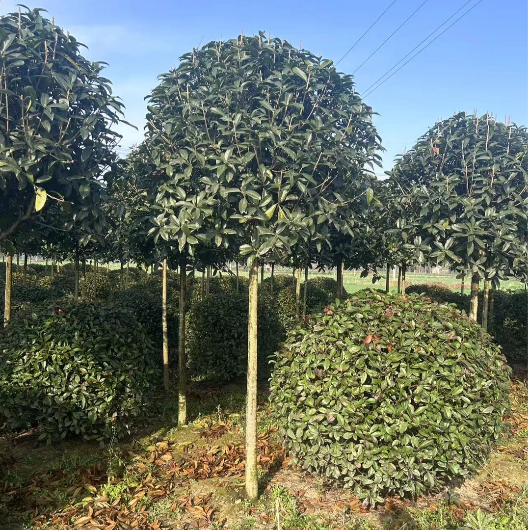 八月金桂花树苗 精品高杆 耐寒 庭院植物