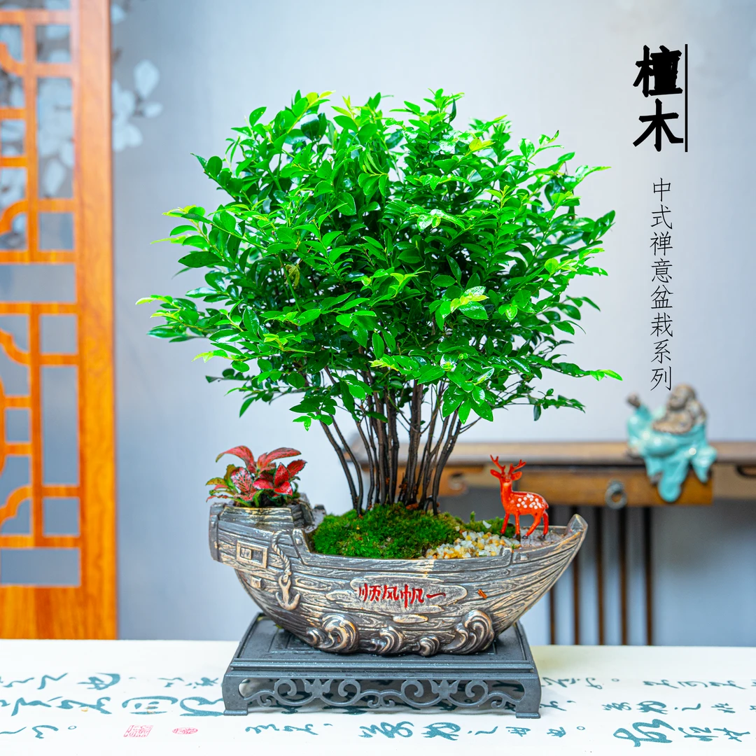 【一帆风顺丛林桩檀木】盆栽新中式植物适合室内桌面四季好养花卉绿