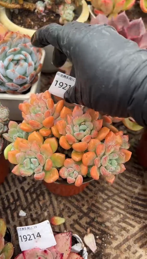 ?多肉植物一物一拍19217
