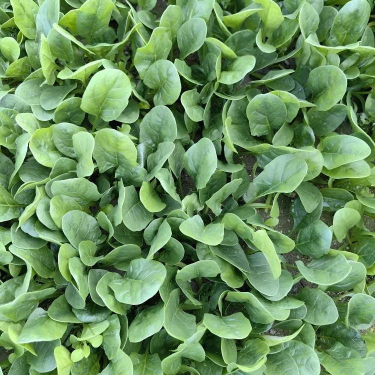 杂交菠菜种子黑叶菠菜籽大圆叶菠菜种子农家菜籽四季庭院蔬菜种子